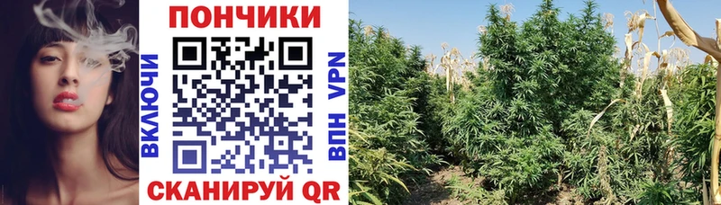 наркотики  МЕГА ссылка  Шишки марихуана план  Кологрив 